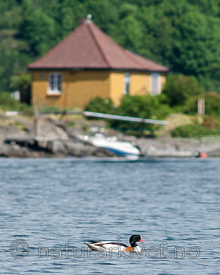 BB 07 0173 / Tadorna tadorna / Gravand